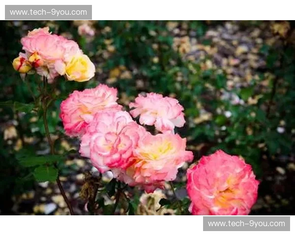 蔚蓝海岸的玫瑰与波尔多葡萄园的醇香：一场跨越时空的足球与生活盛宴